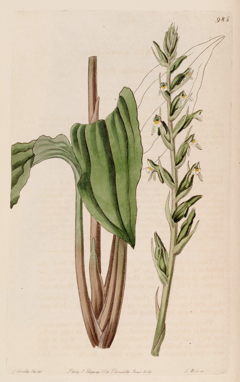 Kuva Pelexia adnatasta (syn. Pelexia spiranthoides) tekijältä John Lindley