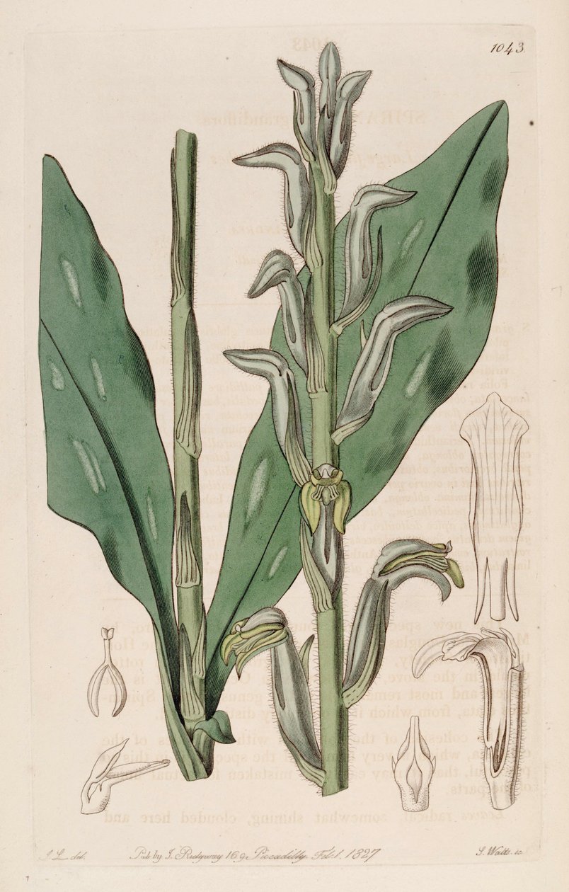 Kuva Sarcoglottis grandiflorasta (syn. Spiranthes grandiflora) tekijältä John Lindley