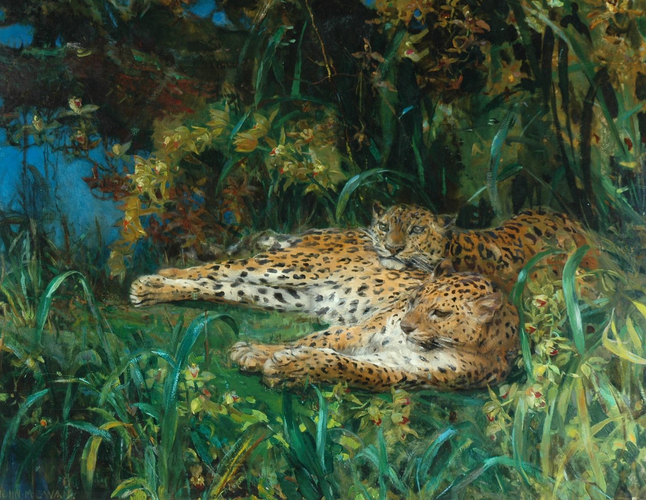 Intialaiset leopardit tekijältä John Macallan Swan