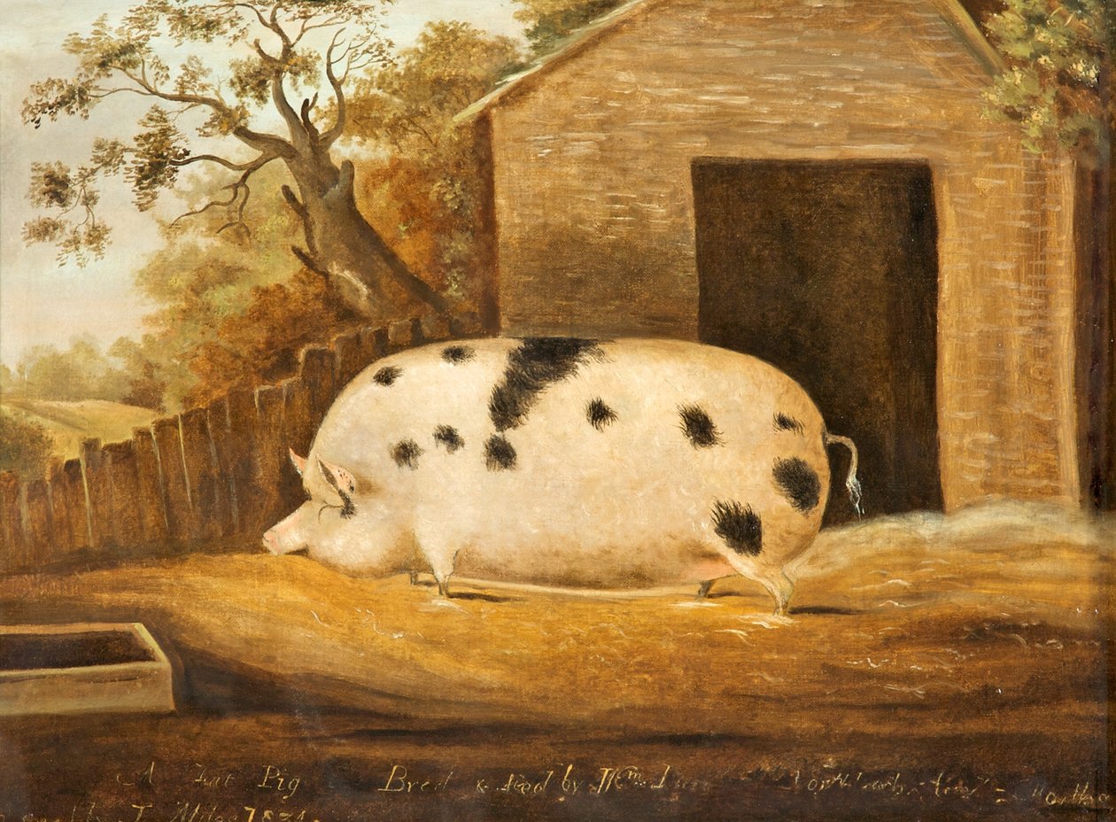 Gloucester Old Spot Pig, 1834 tekijältä John Miles of Northleach