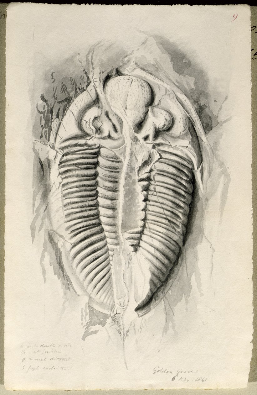 Trilobite Golden Grovesta, 6. marraskuuta 1841 tekijältä John Phillips