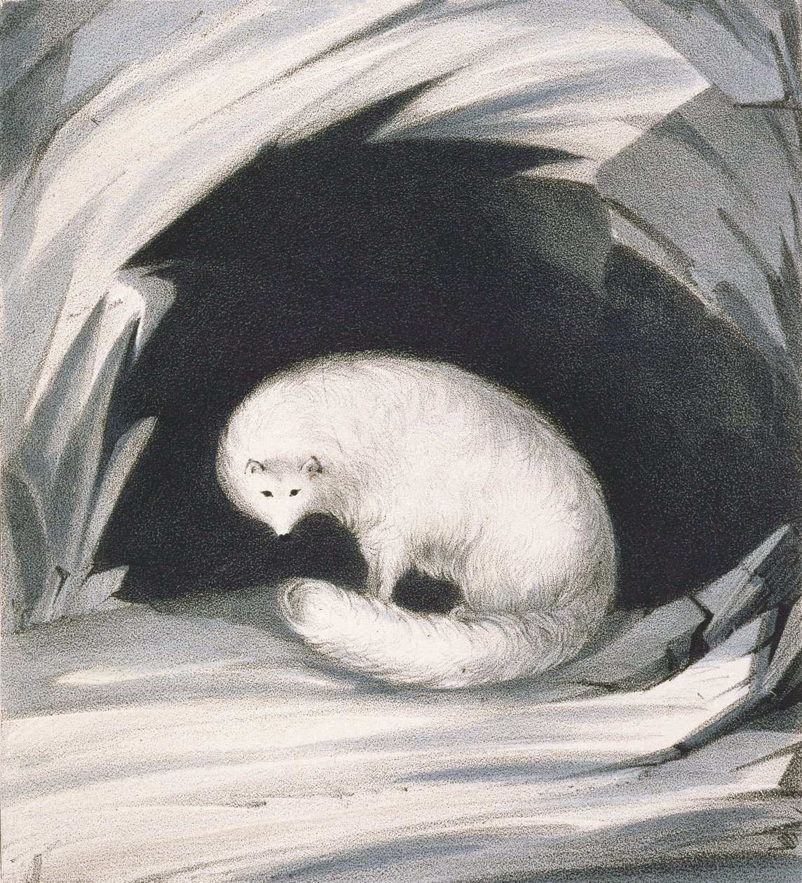 Arctic Fox, Sir John Rossin (1777-1836) teoksesta "Kertomus toisesta matkasta luoteisväylää etsimään (1829-33)", kaiverrus John Brandard (1812-63) tekijältä John Ross