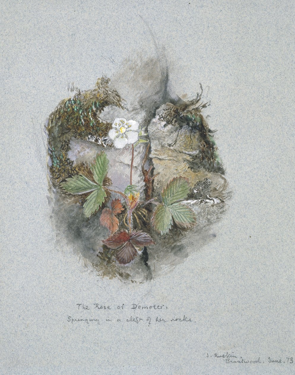 A Wild Strawberry Plant, 5.-6.6.1873 (akvarelli ja runkoväri grafiitin päällä sinisellä kudospaperilla) tekijältä John Ruskin