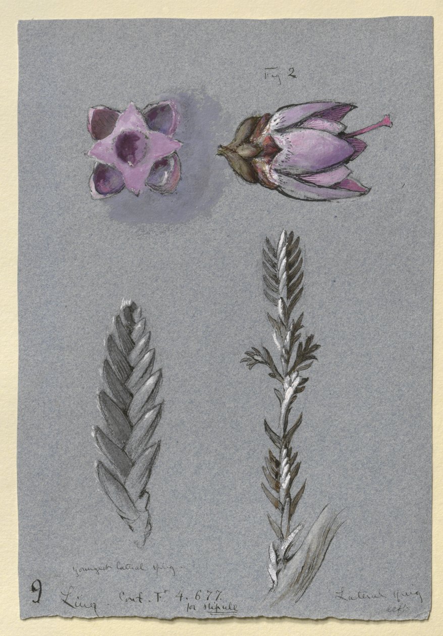 Neljä tutkimusta Lingistä, luultavasti 14. syyskuuta 1869 (akvarelli, vartaloväri ja kynä ja muste grafiitin päällä sinisellä kudospaperilla) tekijältä John Ruskin