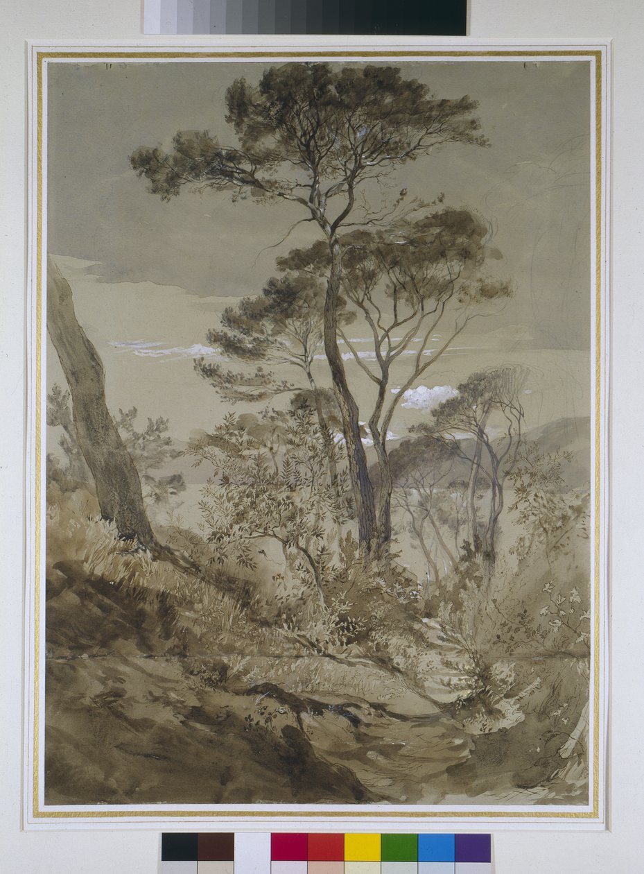 Stone Pines Sestrissä, Genovanlahdella, 30. huhtikuuta 1845 (lyijykynä kynäpesulla ja valkoinen vartaloväri paperilla) tekijältä John Ruskin