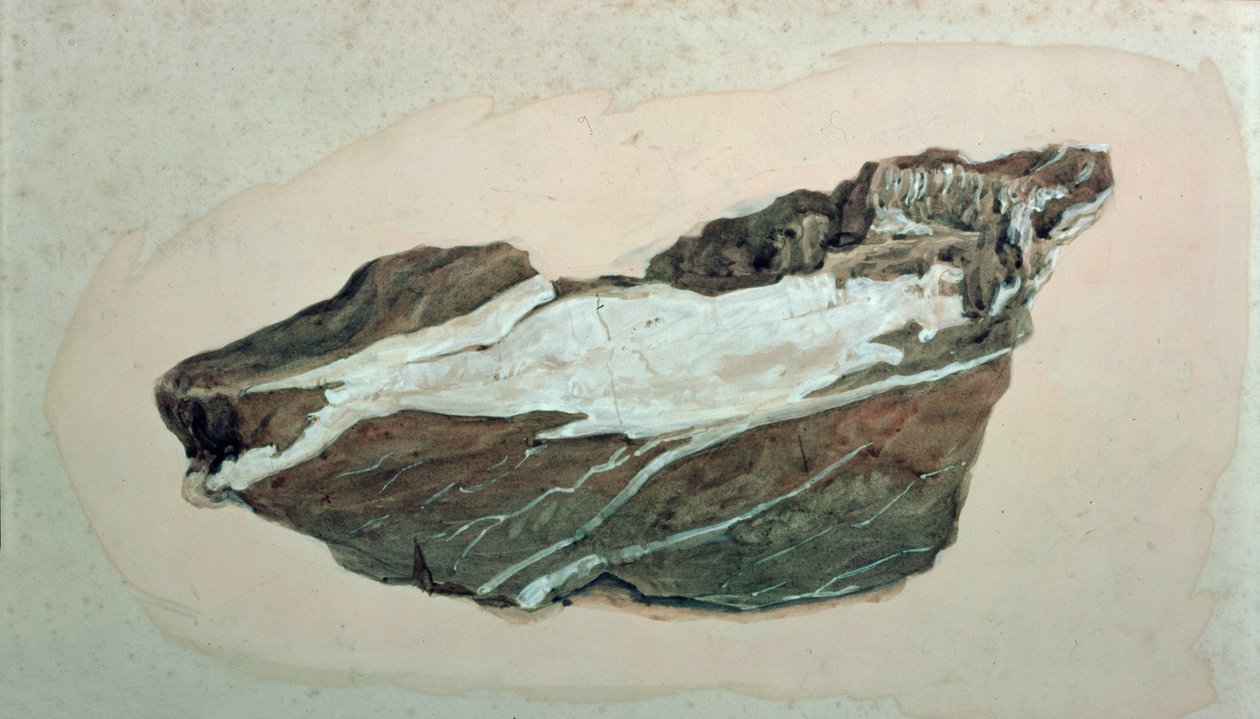 Tutkimus Rock kvartsi suonitus, 1800-luvulla tekijältä John Ruskin