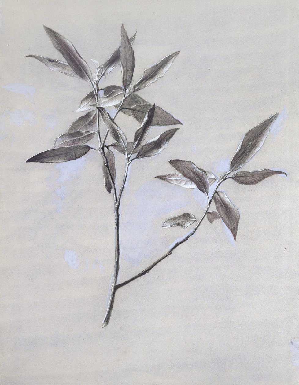 Veronasta vuoden 1878 jälkeen kerätyn kuivatun Spray of Olive -suihkeen (akvarelli ja runkoväri grafiitin päällä kudottupaperilla) pohja tekijältä John Ruskin