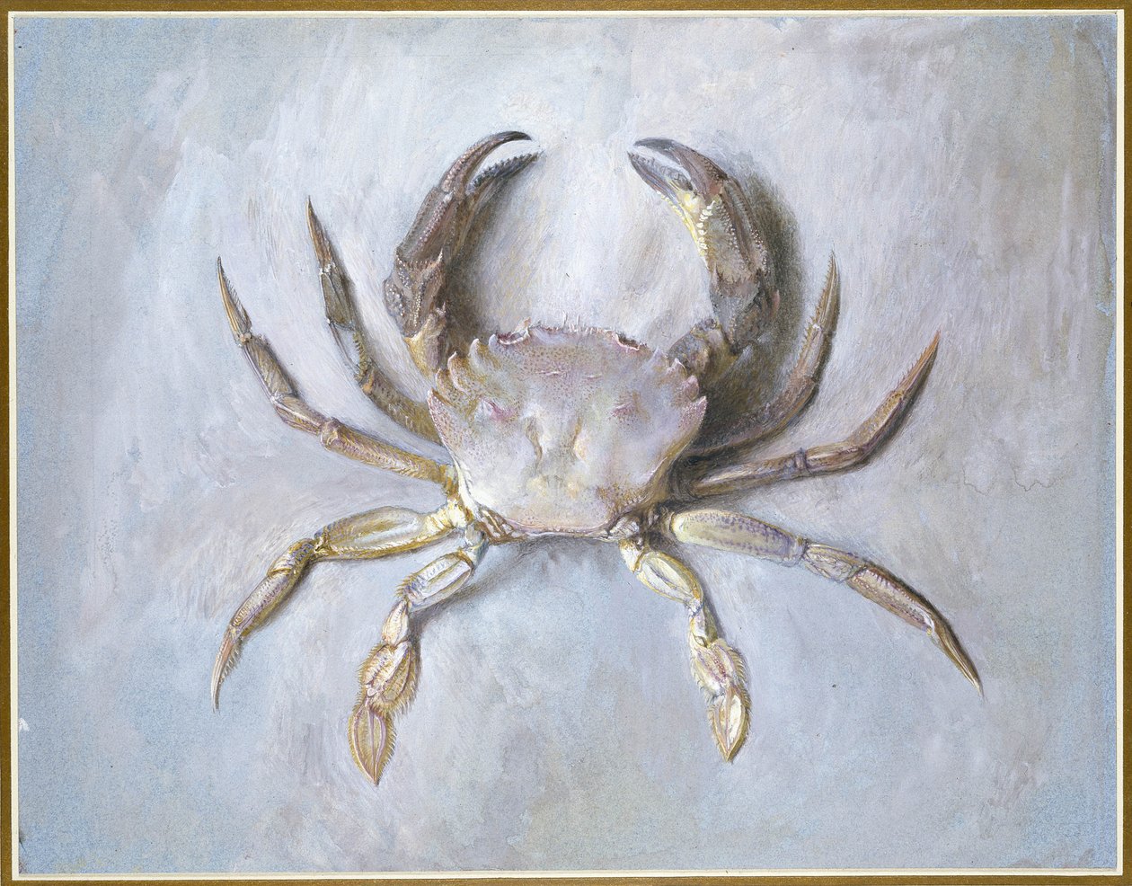 Velvet Crab, 1870-1 (wc kynällä paperilla) tekijältä John Ruskin
