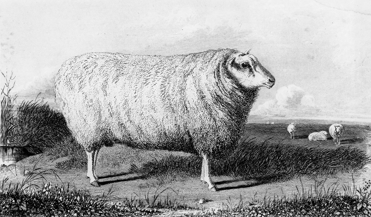 Leicester Tup, kaiverrus Thomas Landseer tekijältä John Sheriff