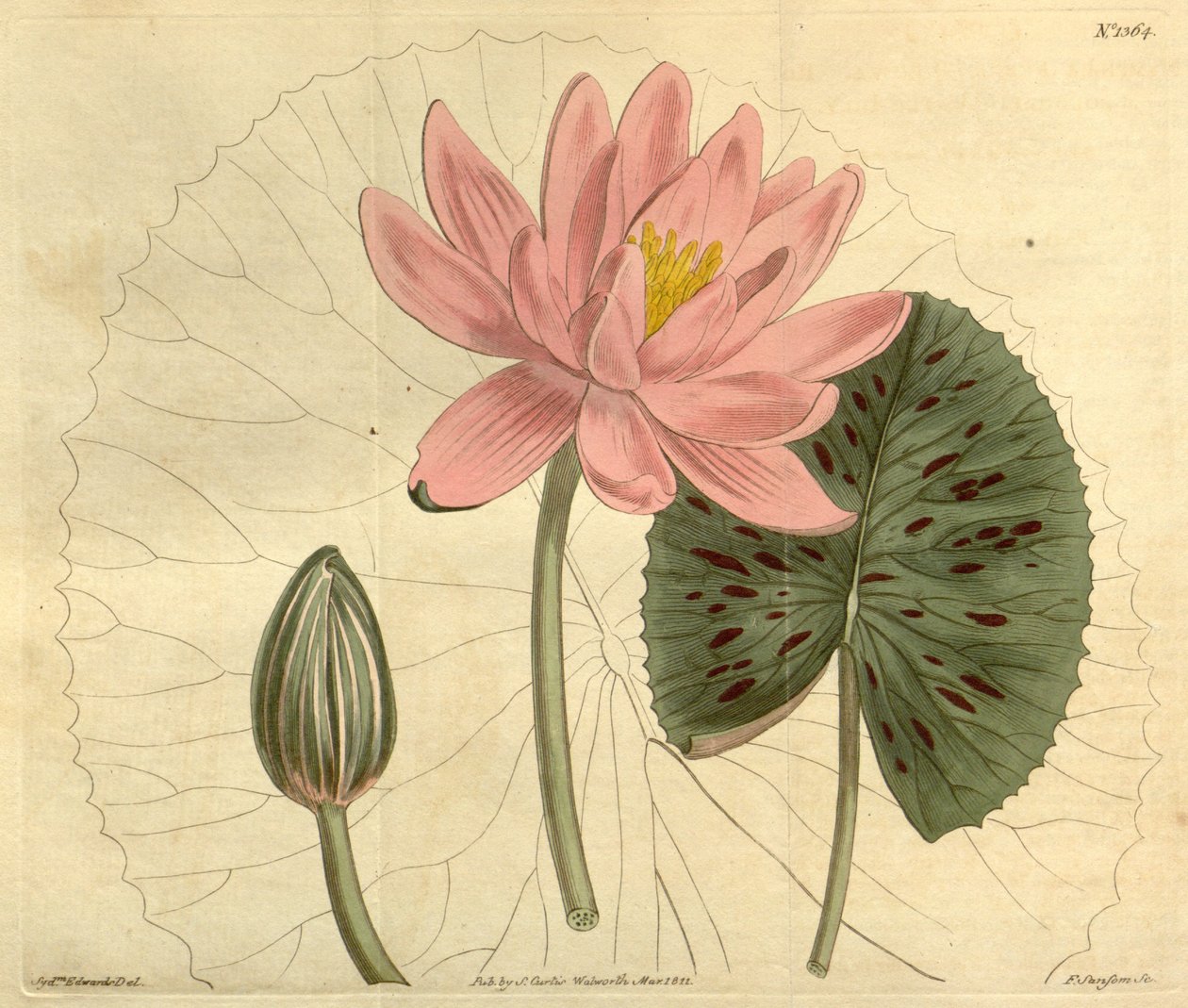 Nymphaea pubescens tekijältä John Sims