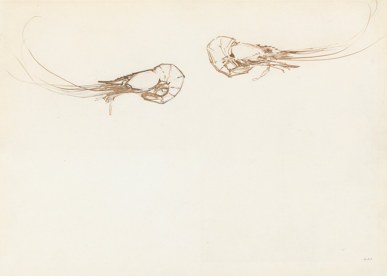 Kaksi katkarapua (kynä ja muste grafiitin päällä paperilla) tekijältä John Singer Sargent