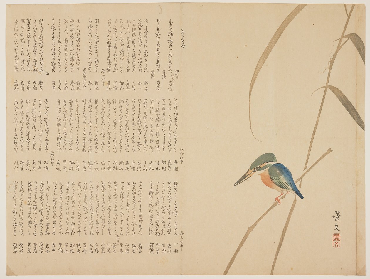 (Kingfisher ruoko), n. 1818-1829 tekijältä John Thomas Barber Beaumont