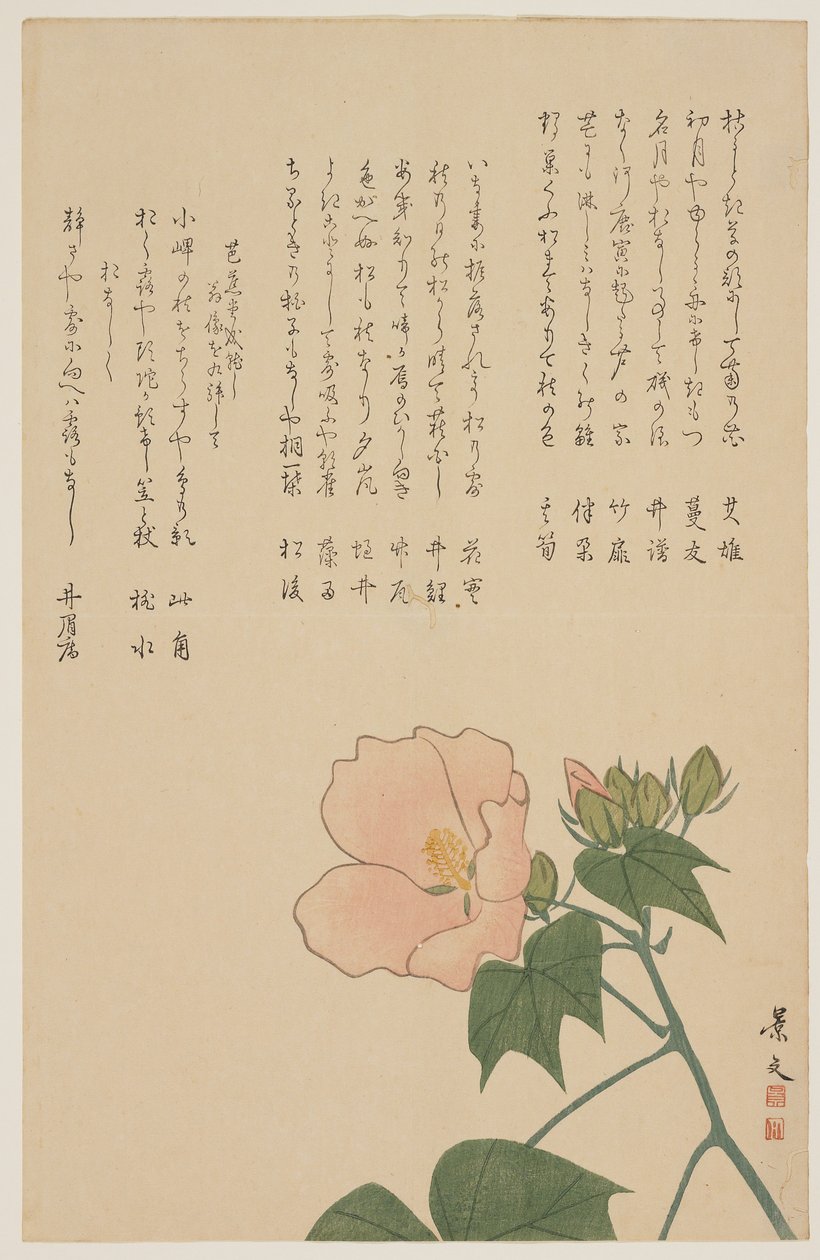 Confederate Rose, c. 1818-1829 tekijältä John Thomas Barber Beaumont