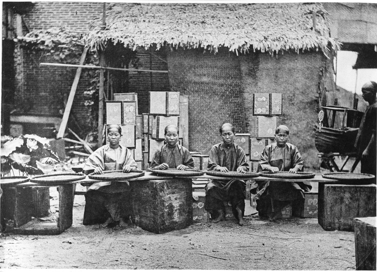 Teen poiminta Kantonissa, noin 1872 tekijältä John Thomson