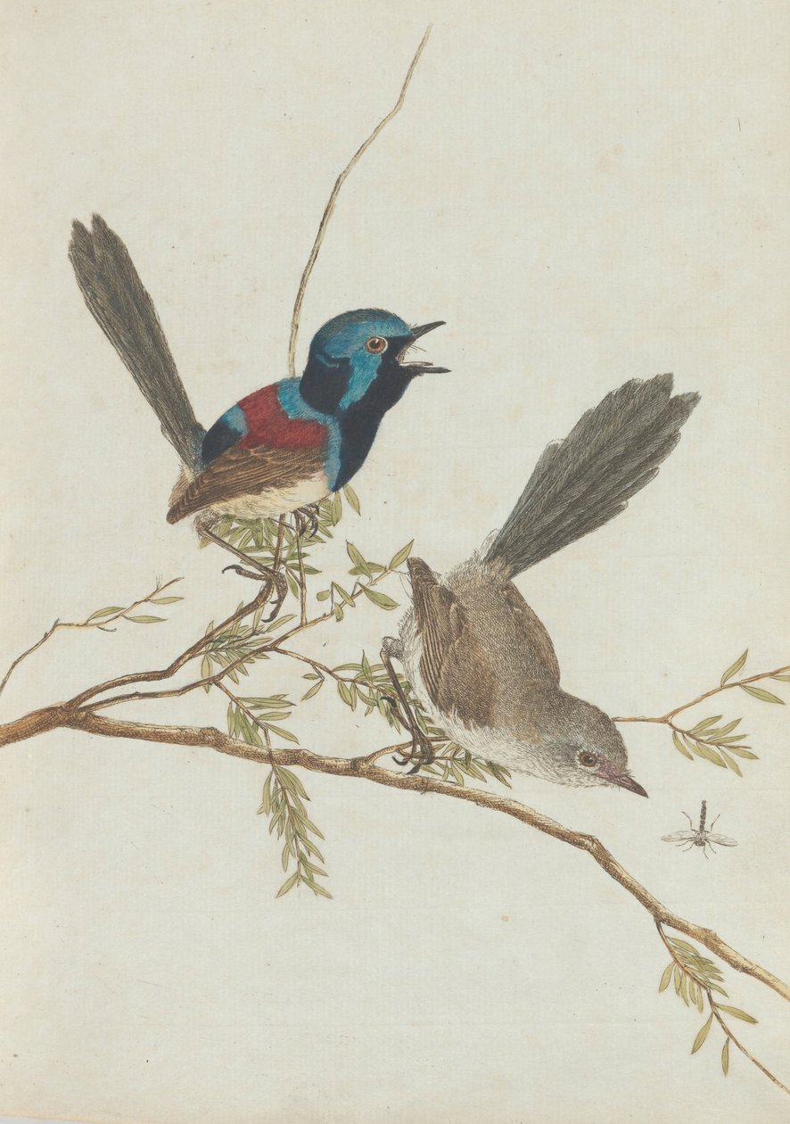 Birds of New South Wales with their natural history.Lewin, John. Birds of New South Wales with their... tekijältä John William Lewin