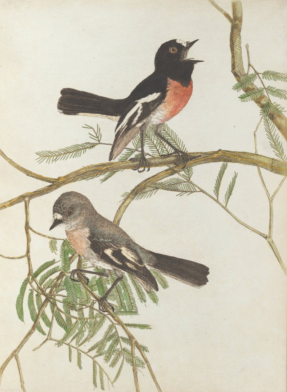 Lewin, John. Uuden Etelä -Walesin linnut luonnonhistoriansa kanssa. Sydney- G.Howe ... tekijältä John William Lewin