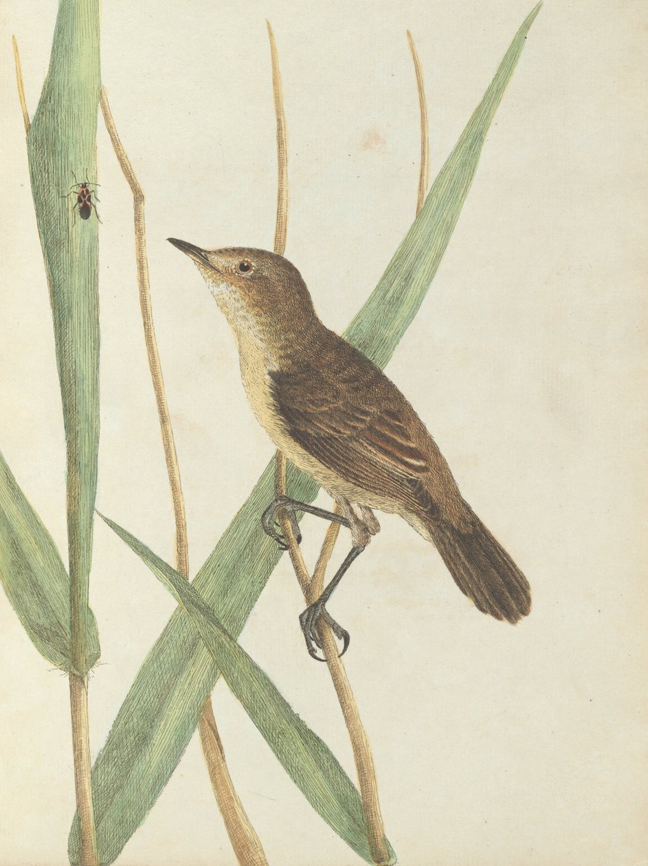 Reed warbler Lewin, John. Uuden Etelä -Walesin linnut luonnonhistoriansa kanssa. Sydney- G.Howe, 1813 tekijältä John William Lewin