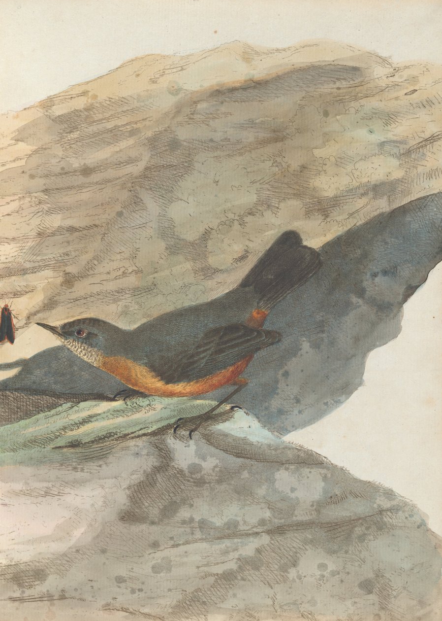 Levin, John. Uuden Etelä -Walesin linnut luonnonhistoriansa kanssa. Sydney- G.Howe, 1813 tekijältä John William Lewin