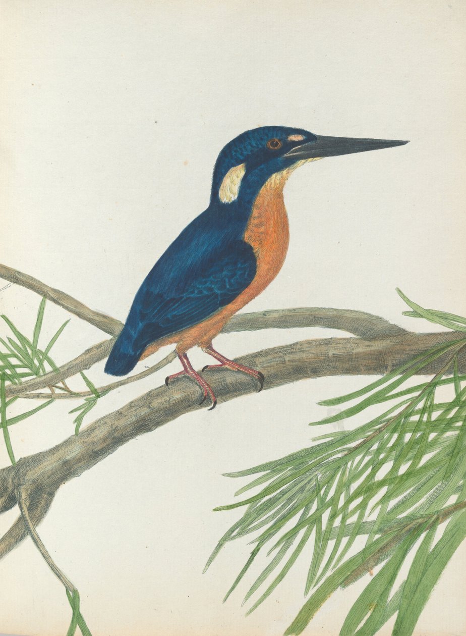 Kolmen varpaan kuningaskalastaja Lewin, John. Uuden Etelä -Walesin linnut luonnonhistoriansa kanssa. Sydney- G.Ho ... tekijältä John William Lewin