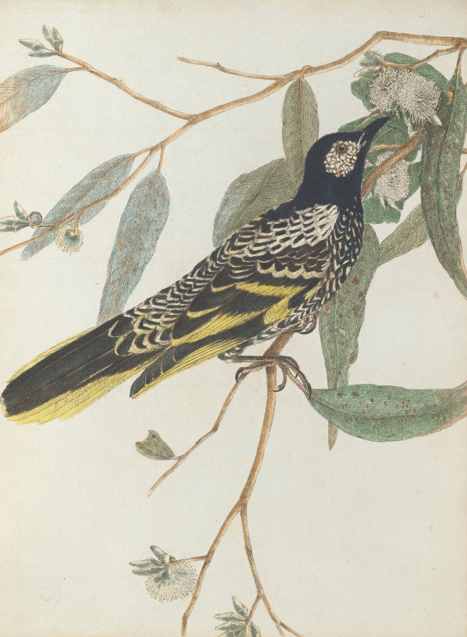 Leart, John. Uuden Etelä -Walesin linnut luonnonhistoriansa kanssa. Sydney- G. ... tekijältä John William Lewin