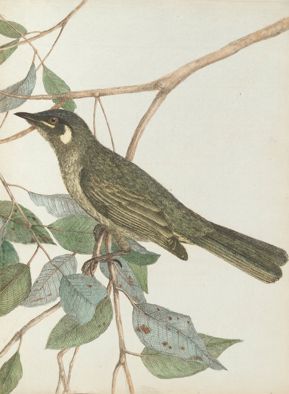 Lewin, John. Uuden Etelä -Walesin linnut luonnonhistoriansa kanssa. Sydney- G. ... tekijältä John William Lewin