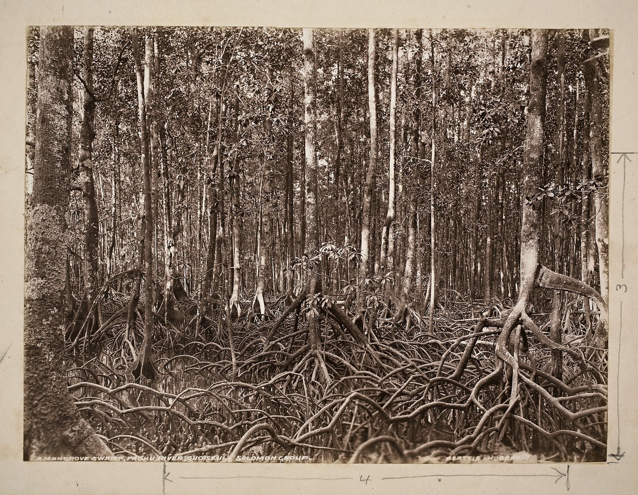 Mangrove-suo, Pachu-joki, Choiseul, Solomon Group (gelatiinihopeaprintti) tekijältä John Beattie