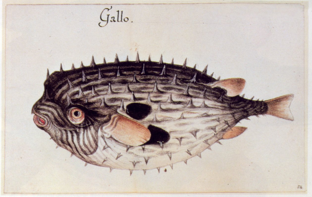 Burrfish tekijältä John White