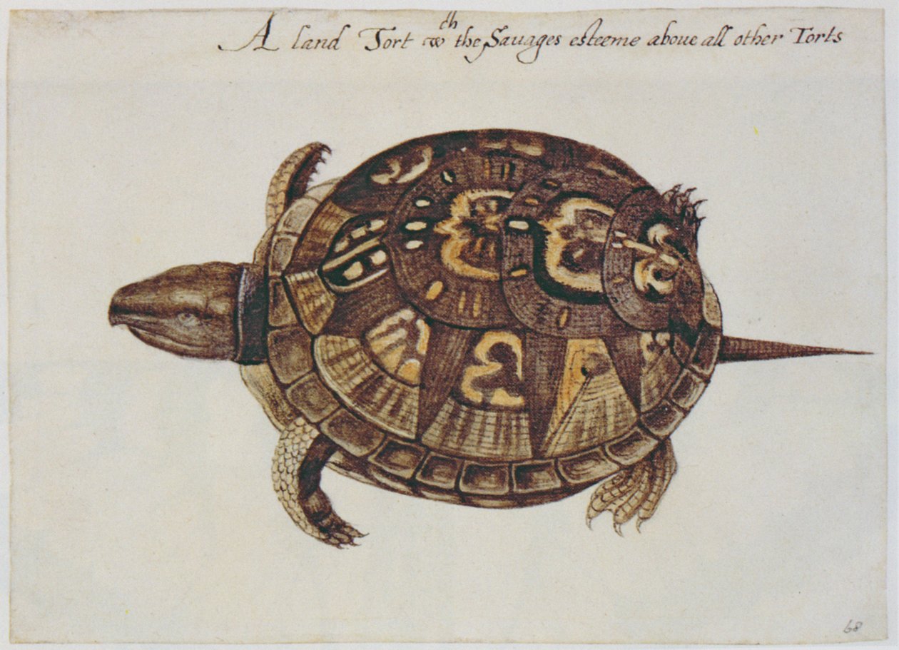Common Box Tortoise (litografia) tekijältä John White