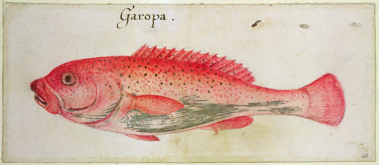 Garopa tekijältä John White