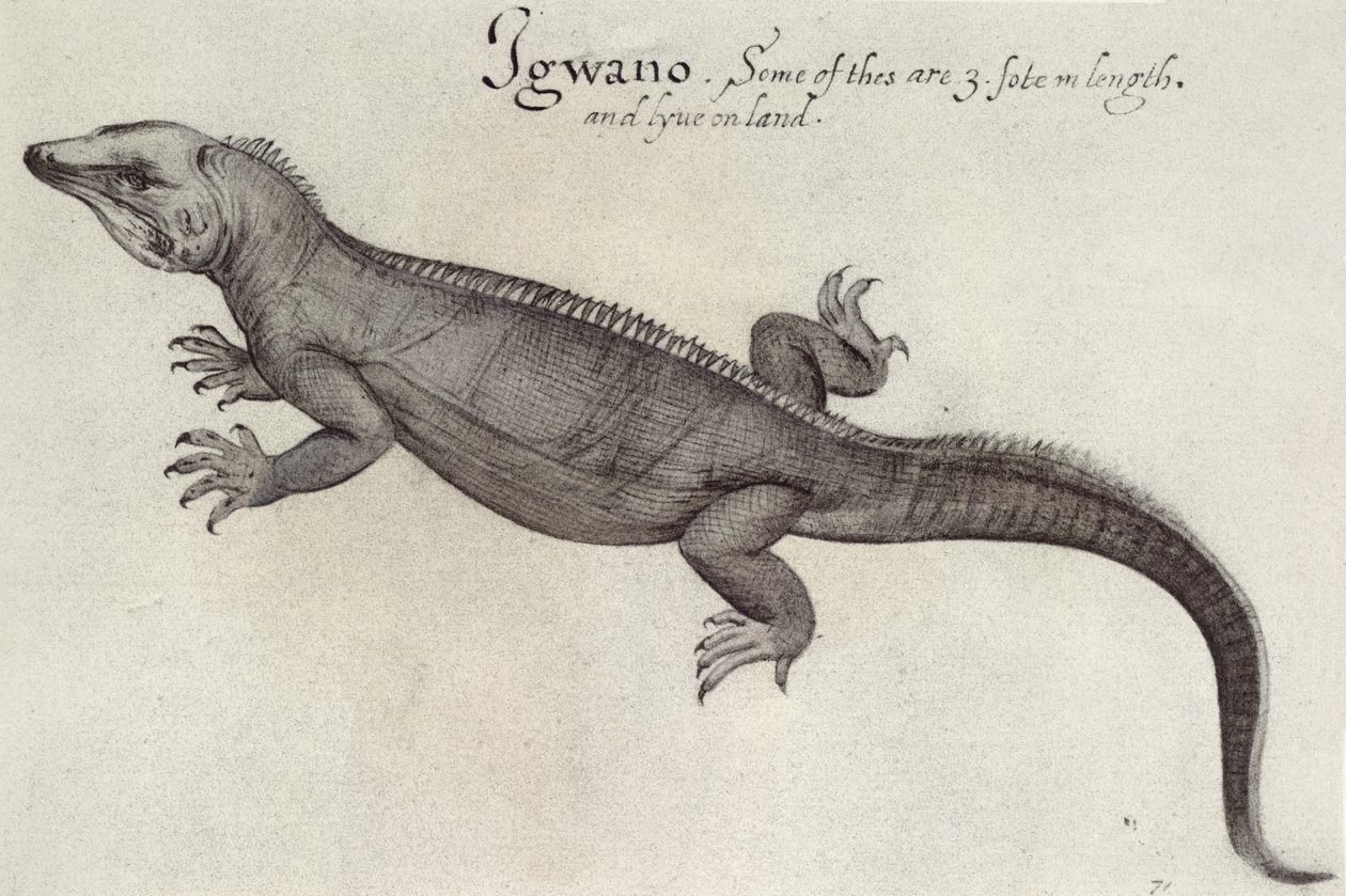 Iguana tekijältä John White