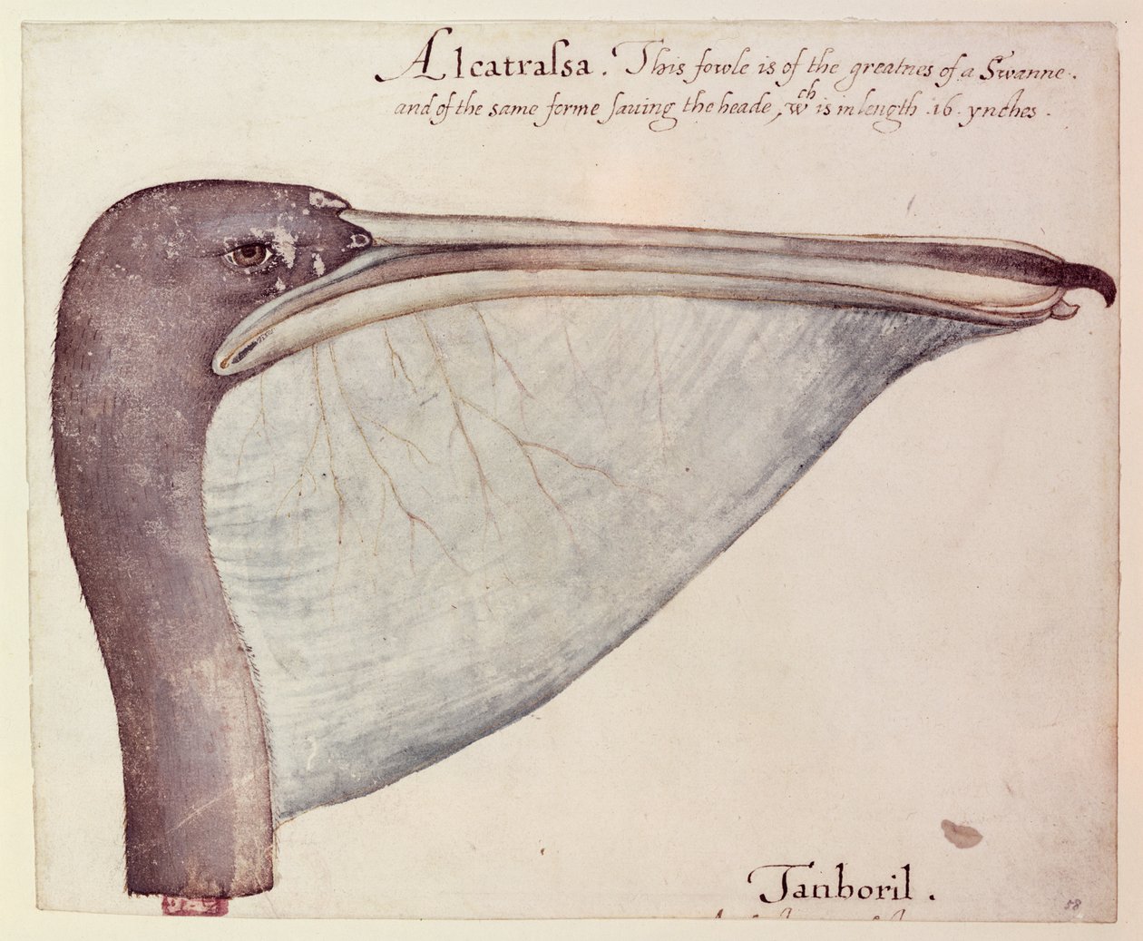 Pelikaani, n. 1590 tekijältä John White