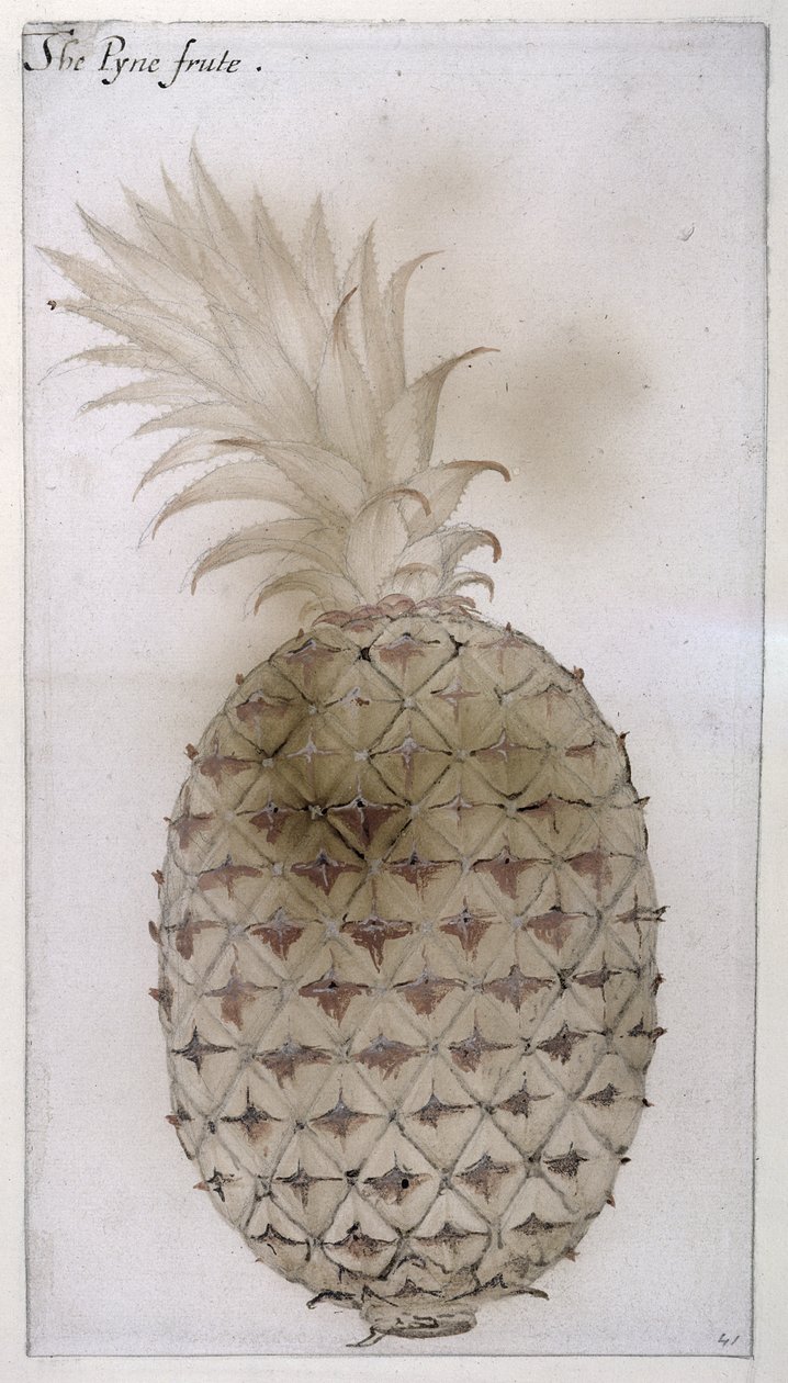 Ananas, (lyijykynä, wc ja vartaloväri paperilla) tekijältä John White