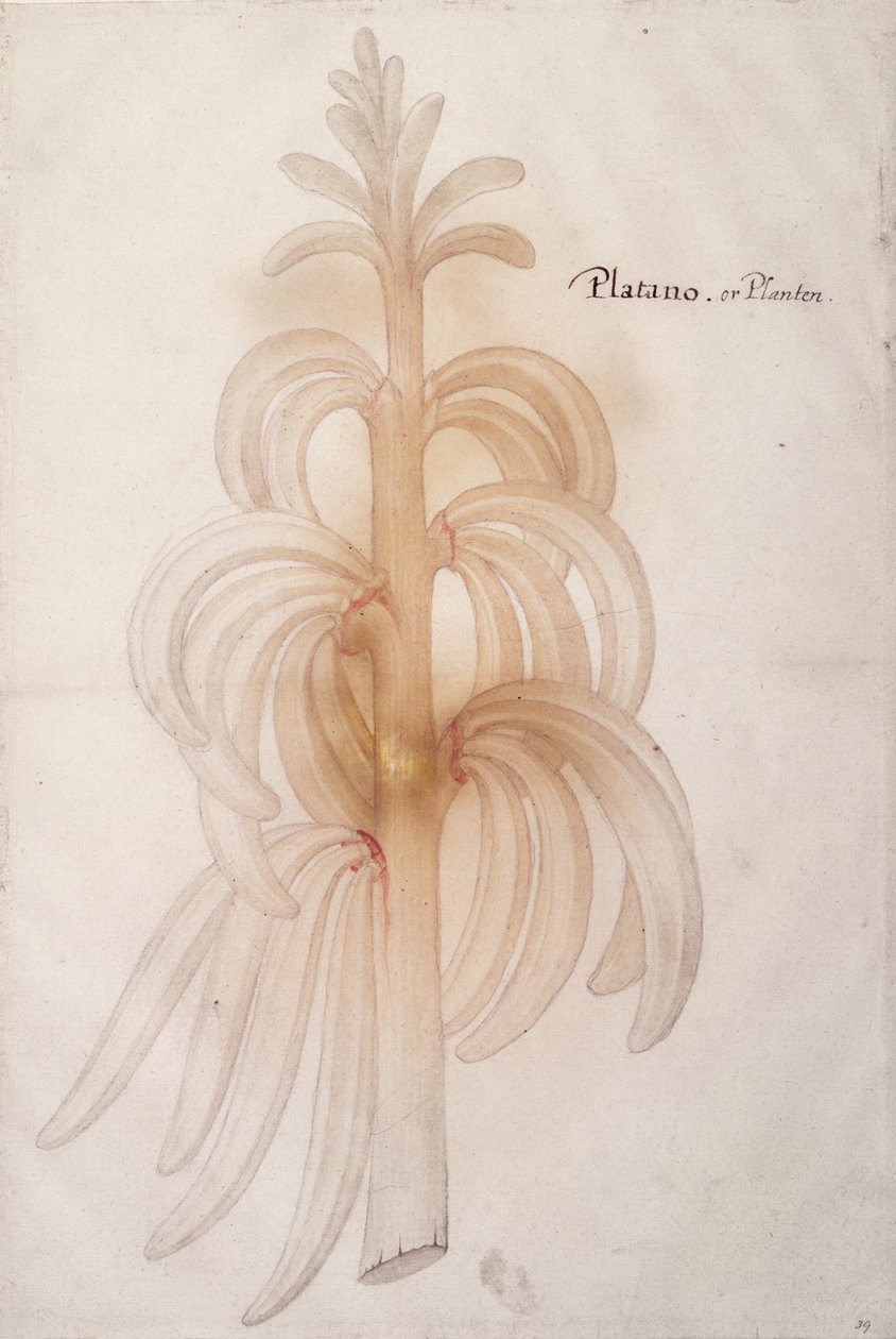 Plantain, noin 1590 tekijältä John White