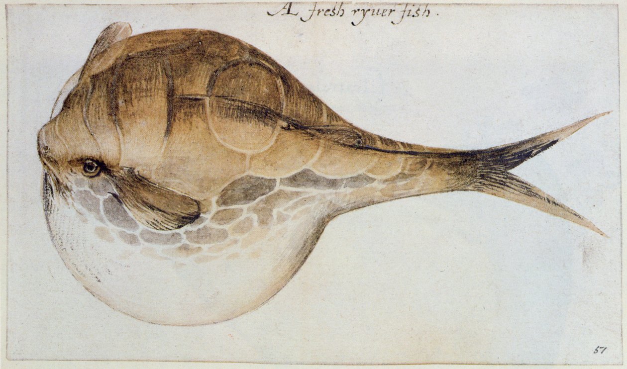 Puffer (litografia) tekijältä John White
