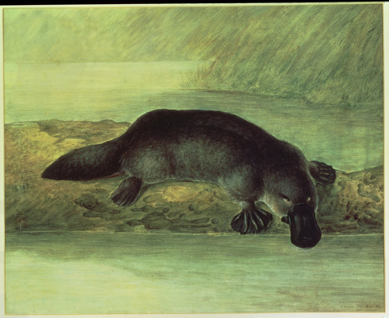 Ducknokka-kannukka, ornithorynchus paradoxus, 1810 tekijältä John William Lewin