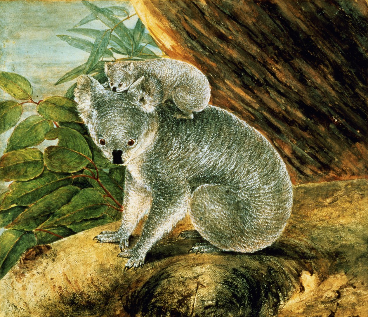 Koala ja nuoret, 1803 tekijältä John William Lewin