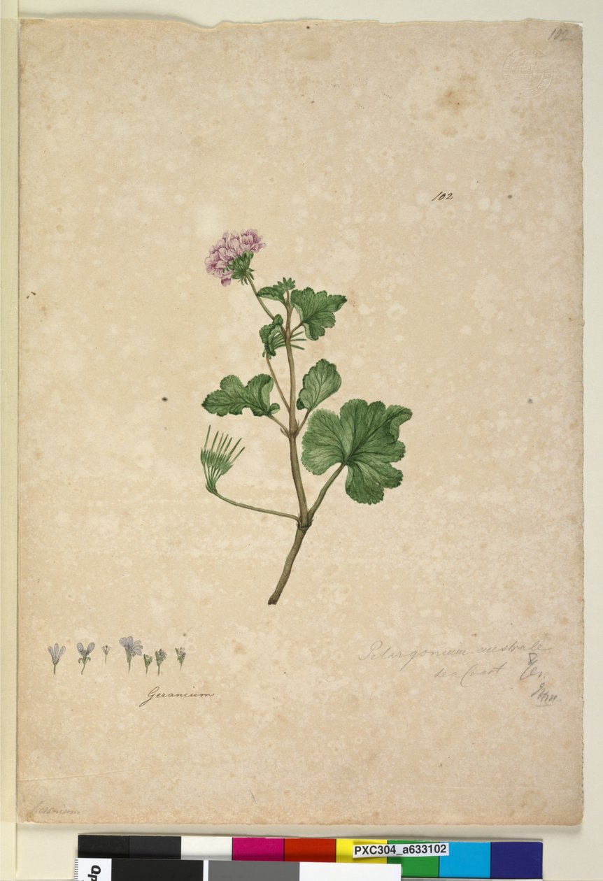 Sivu 102. Pelargonium australe, noin 1803-06 (wc, kynä, muste ja lyijykynä). tekijältä John William Lewin