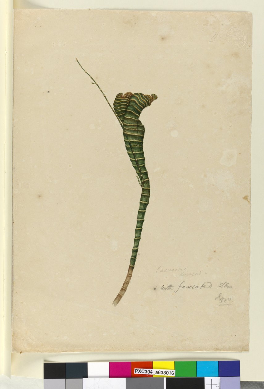 Sivu 11. Casuarina, n.1803-06 (wc, kynä, muste ja lyijykynä). tekijältä John William Lewin