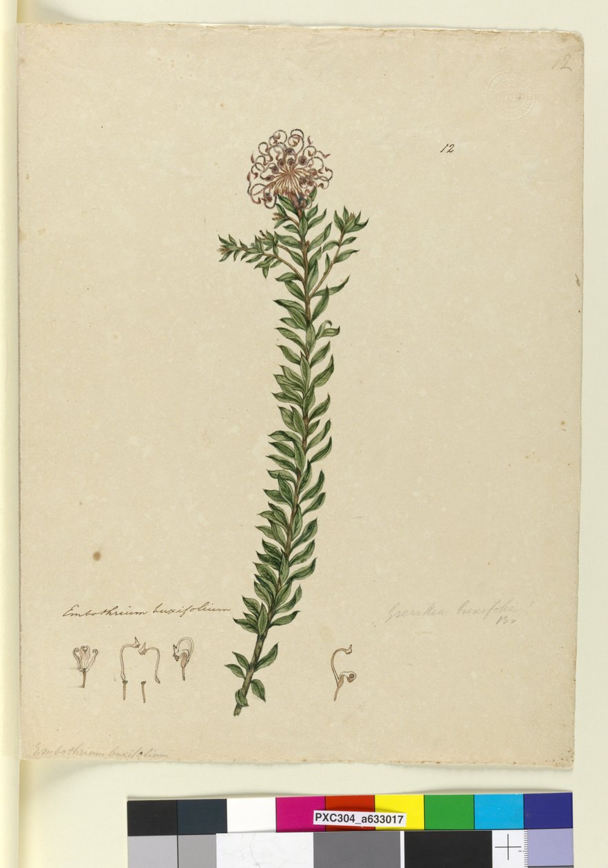 Sivu 12. Grevillea buxifolia, noin 1803-06 (wc, kynä, muste ja lyijykynä). tekijältä John William Lewin