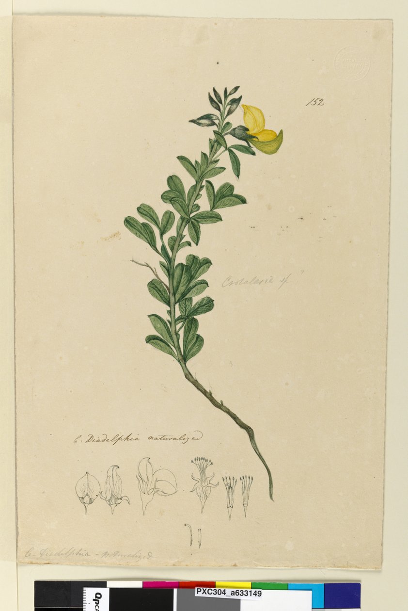 Sivu 152. C. Diadelphia naturalisoitu, n. 1803-06 (wc, kynä, muste ja lyijykynä). tekijältä John William Lewin