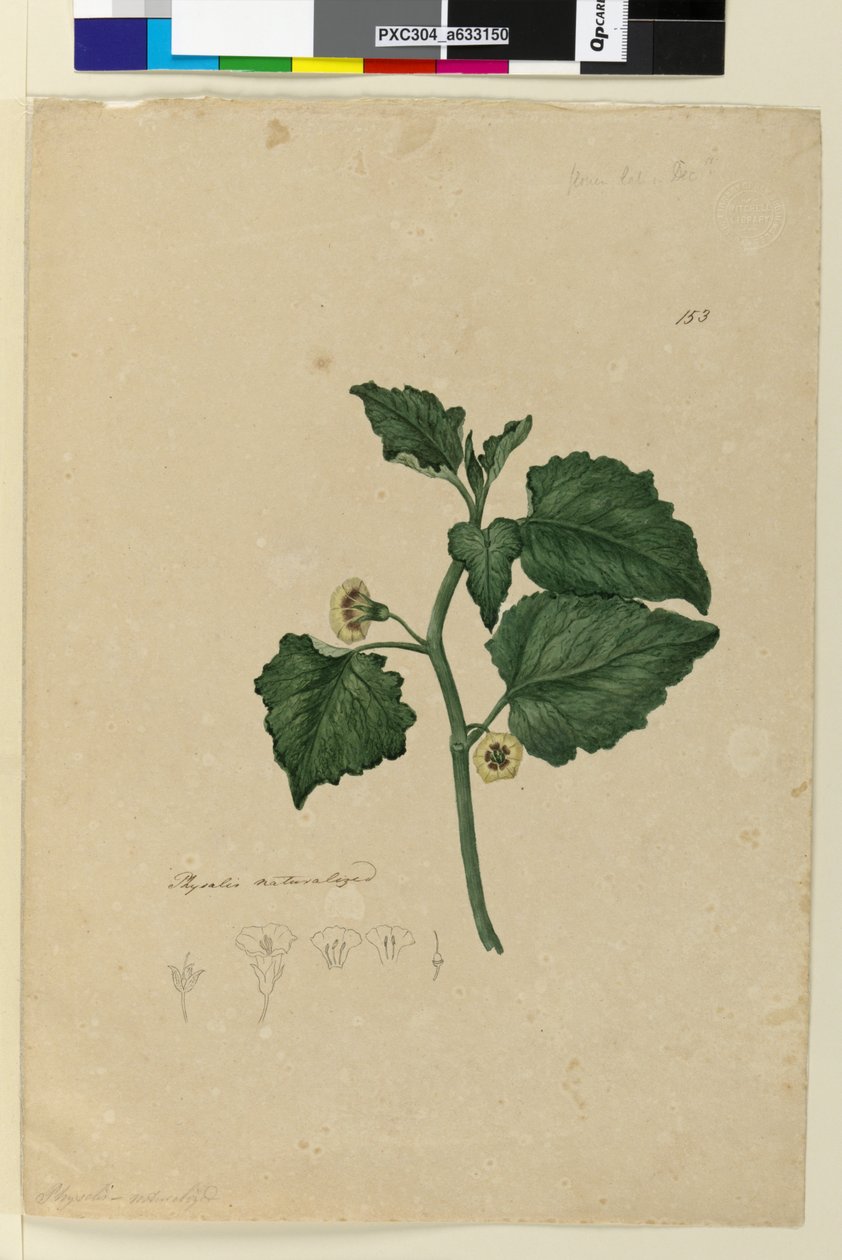 Sivu 153. Physalis naturalisoitu, n. 1803-06 (wc, kynä, muste ja lyijykynä). tekijältä John William Lewin