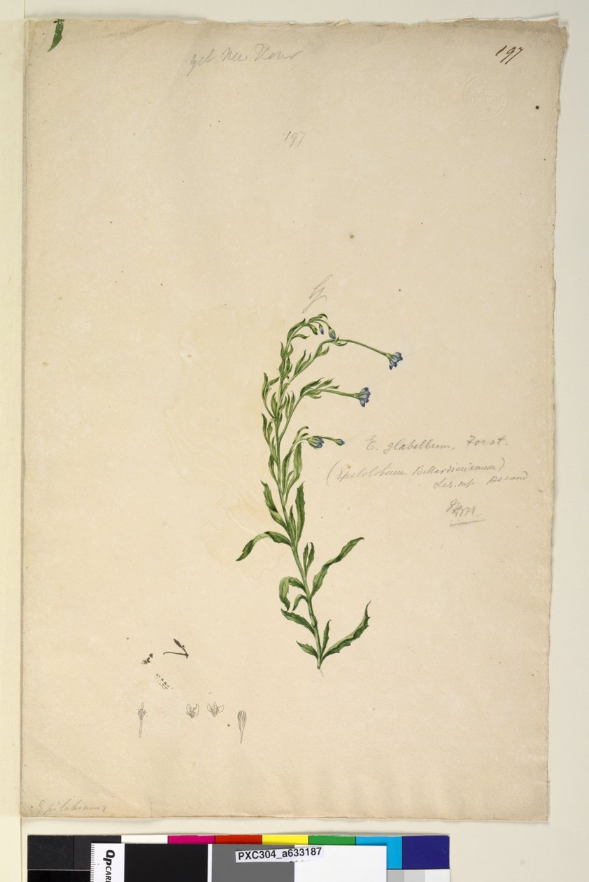 Sivu 197. Epilobium glabellum, noin 1803-06 (wc, kynä, muste ja lyijykynä). tekijältä John William Lewin