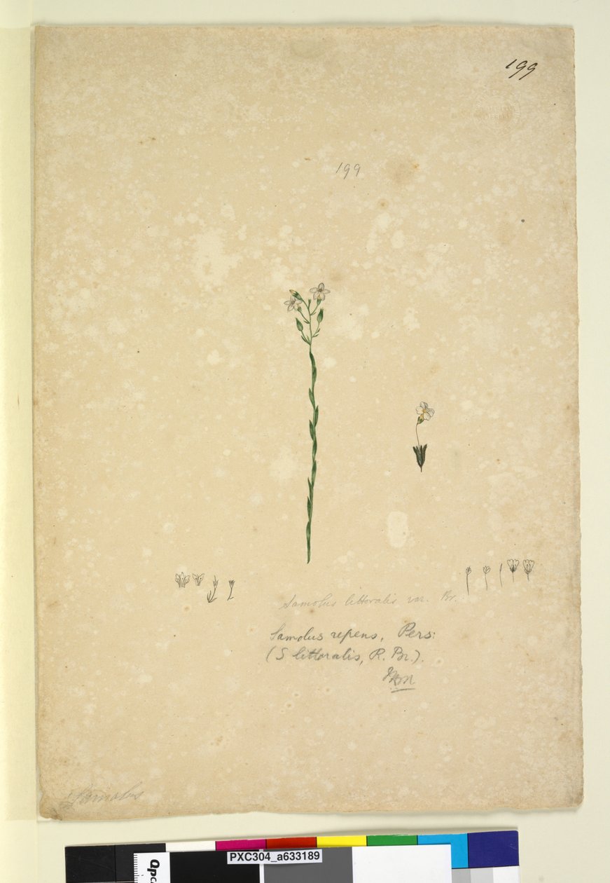 Sivu 199. Samolus repens, noin 1803-06 (wc, kynä, muste ja lyijykynä). tekijältä John William Lewin