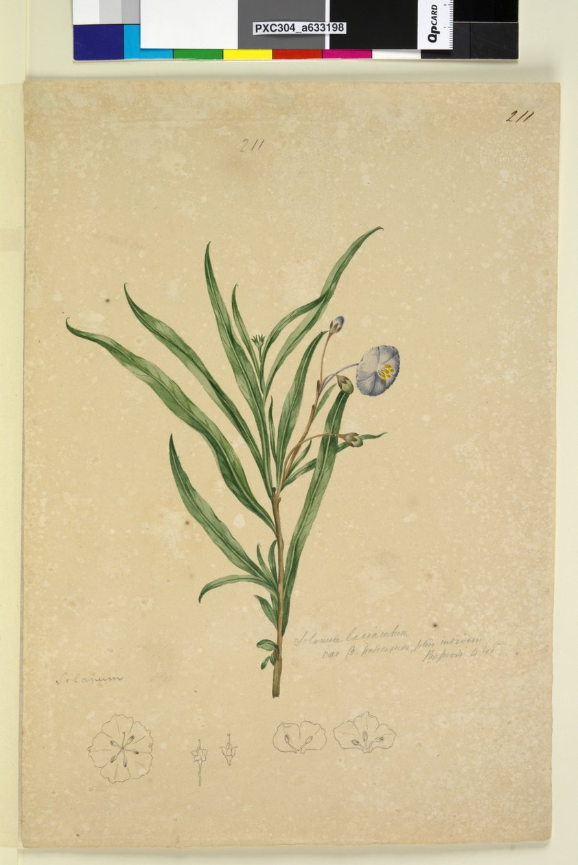 Sivu 211. Solanum laciniatum, noin 1803-06 (wc, kynä, muste ja lyijykynä). tekijältä John William Lewin