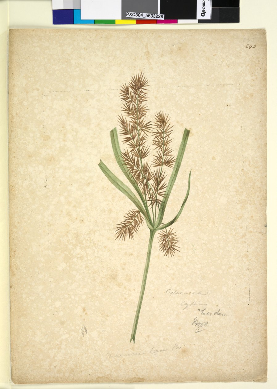 Sivu 243. Mariscus, n. 1803-06 (wc, kynä, muste ja kynä) tekijältä John William Lewin