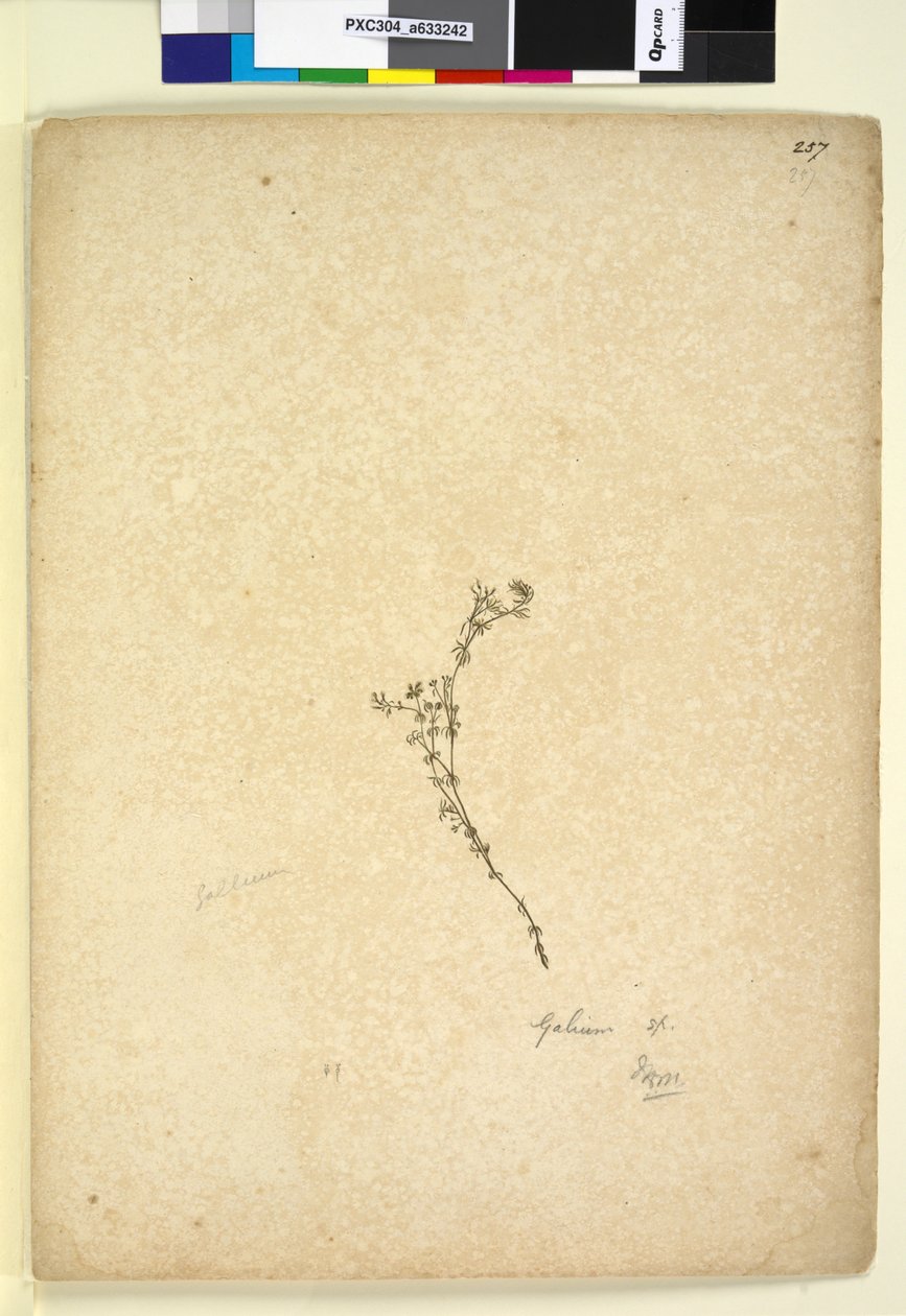 Sivu 257. Galium sp., noin 1803-06 (wc, kynä, muste ja lyijykynä). tekijältä John William Lewin