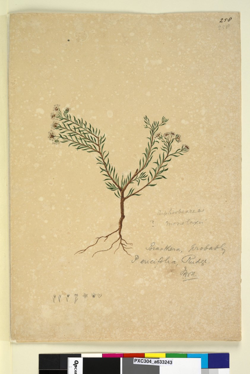 Sivu 258. Poranthera ericifolia, noin 1803-06 (wc, kynä, muste ja lyijykynä). tekijältä John William Lewin