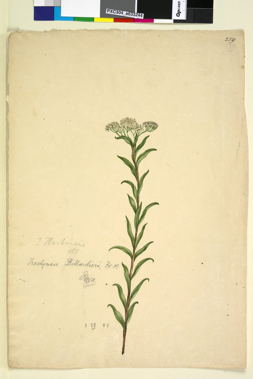 Sivu 259. Trachymene, noin 1803-06 (wc, kynä, muste ja lyijykynä). tekijältä John William Lewin
