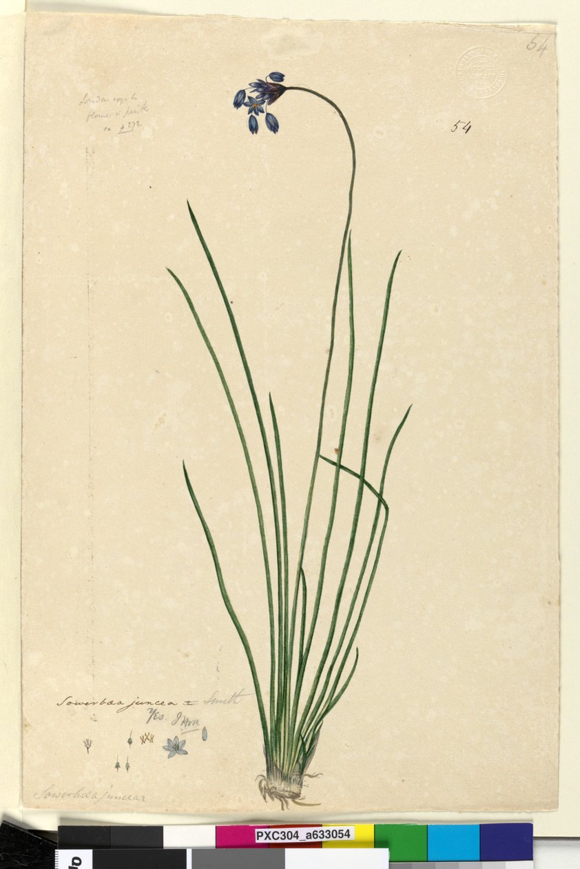 Sivu 54. Sowerbaea juncea, n.1803-06 (wc, kynä, muste ja lyijykynä). tekijältä John William Lewin