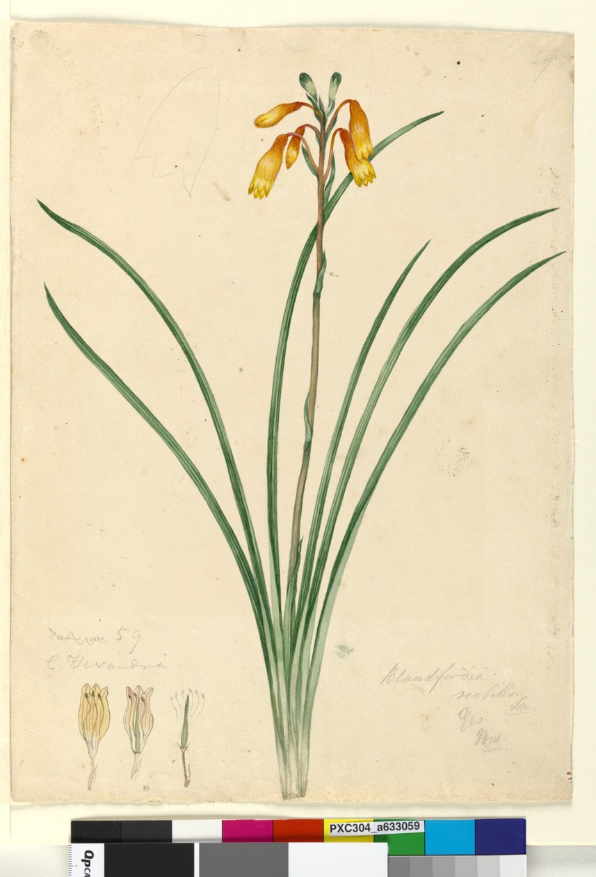 Sivu 59. Blandfordia nobilis, noin 1803-06 (wc, kynä, muste ja lyijykynä). tekijältä John William Lewin